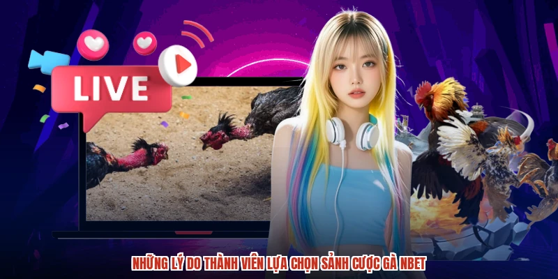 Những lý do thành viên lựa chọn sảnh cược gà NBET