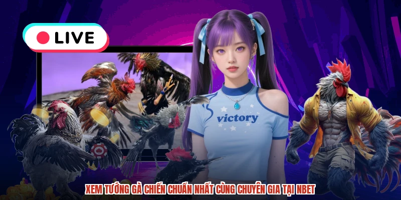 Xem Tướng Gà Chiến Chuẩn Nhất Cùng Chuyên Gia Tại NBET