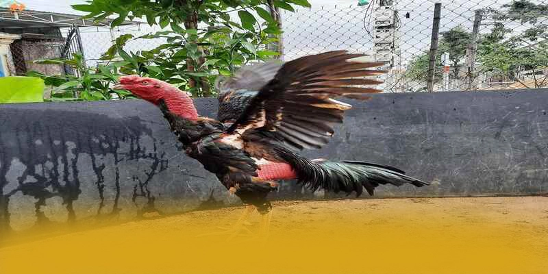 Giải đáp thắc mắc về BET88